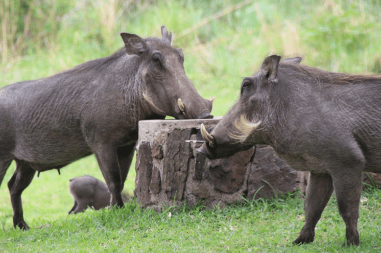 Two warthogs stand facing each other across a stone water trough in a grassy area