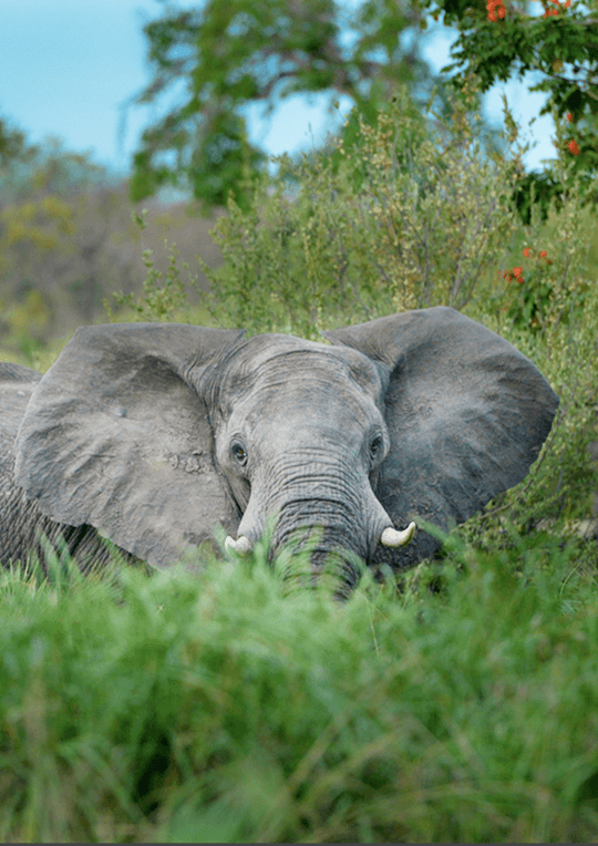 wildlife-2
