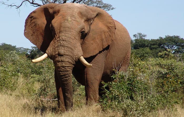 An adult African elephant stands among tall grass and bushes in a savannah landscape
