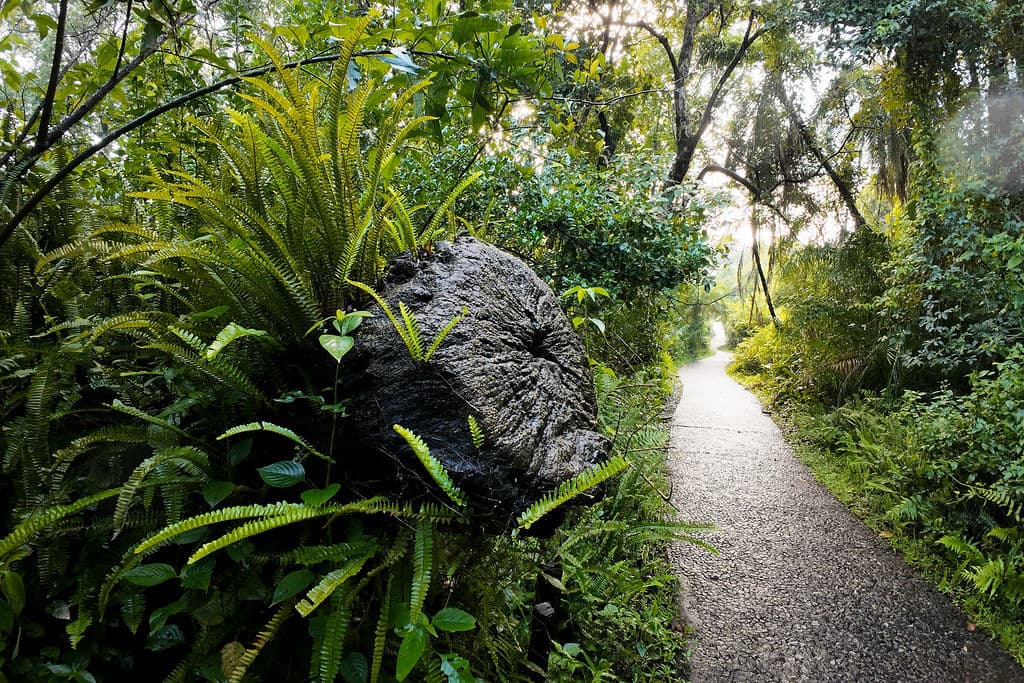 A narrow walking path winds through a lush, green forest with ferns growing on a dark tree trunk in the foreground