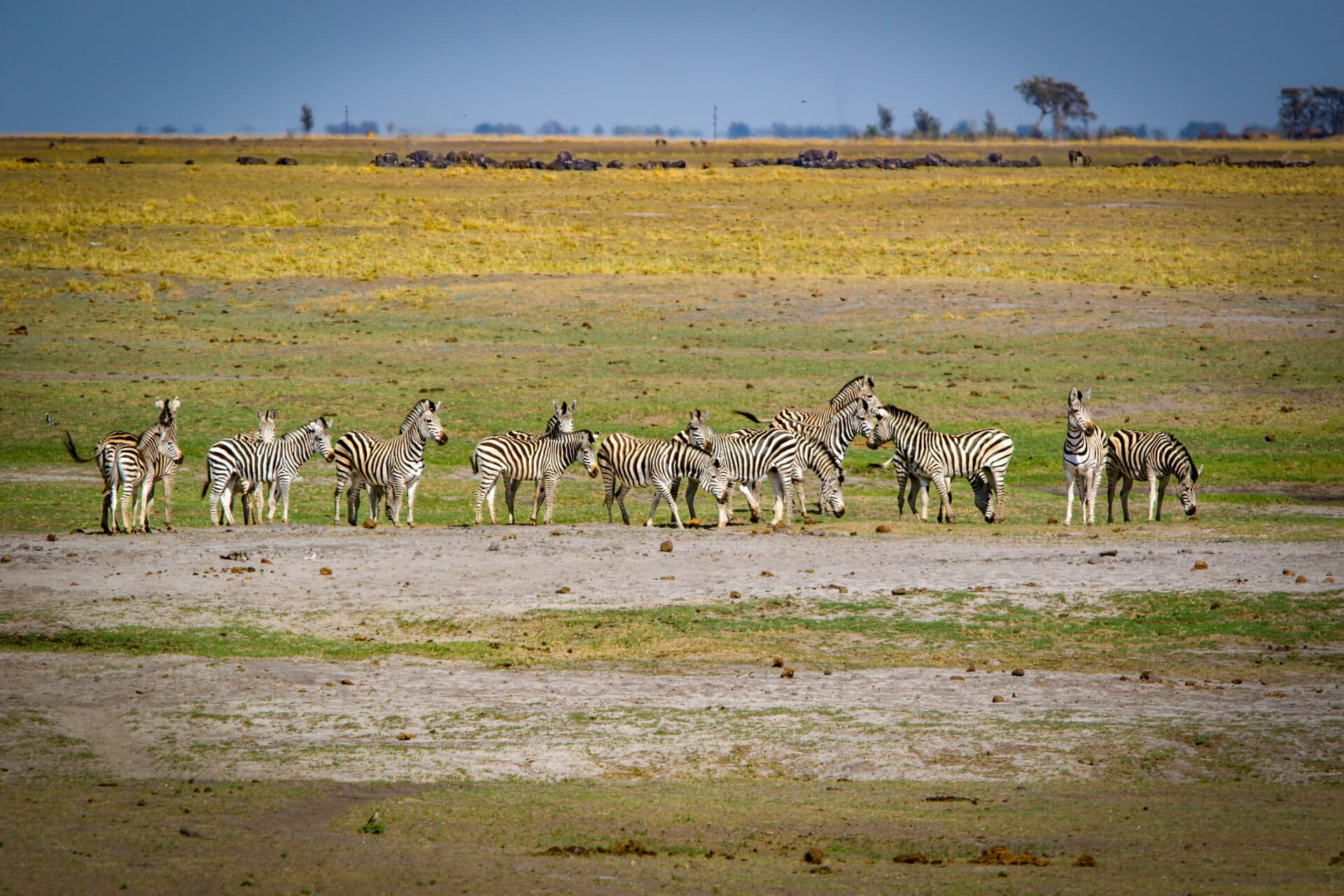 Chobe & Hwange National Parks - Image 2