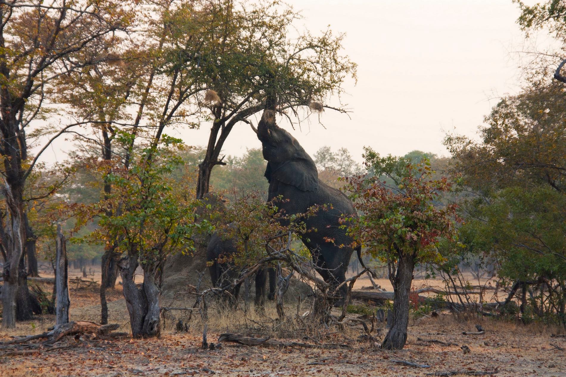 Game Drives - Image 2