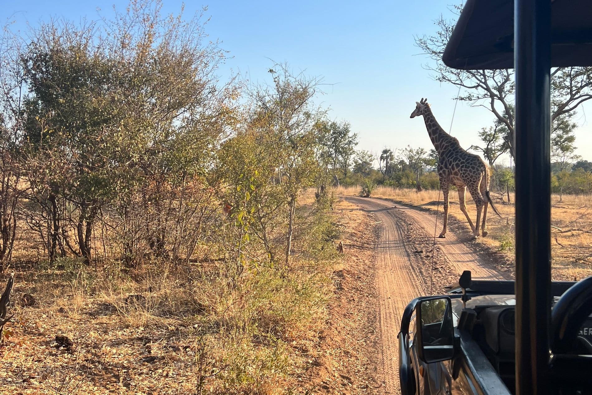 Game Drives - Image 3