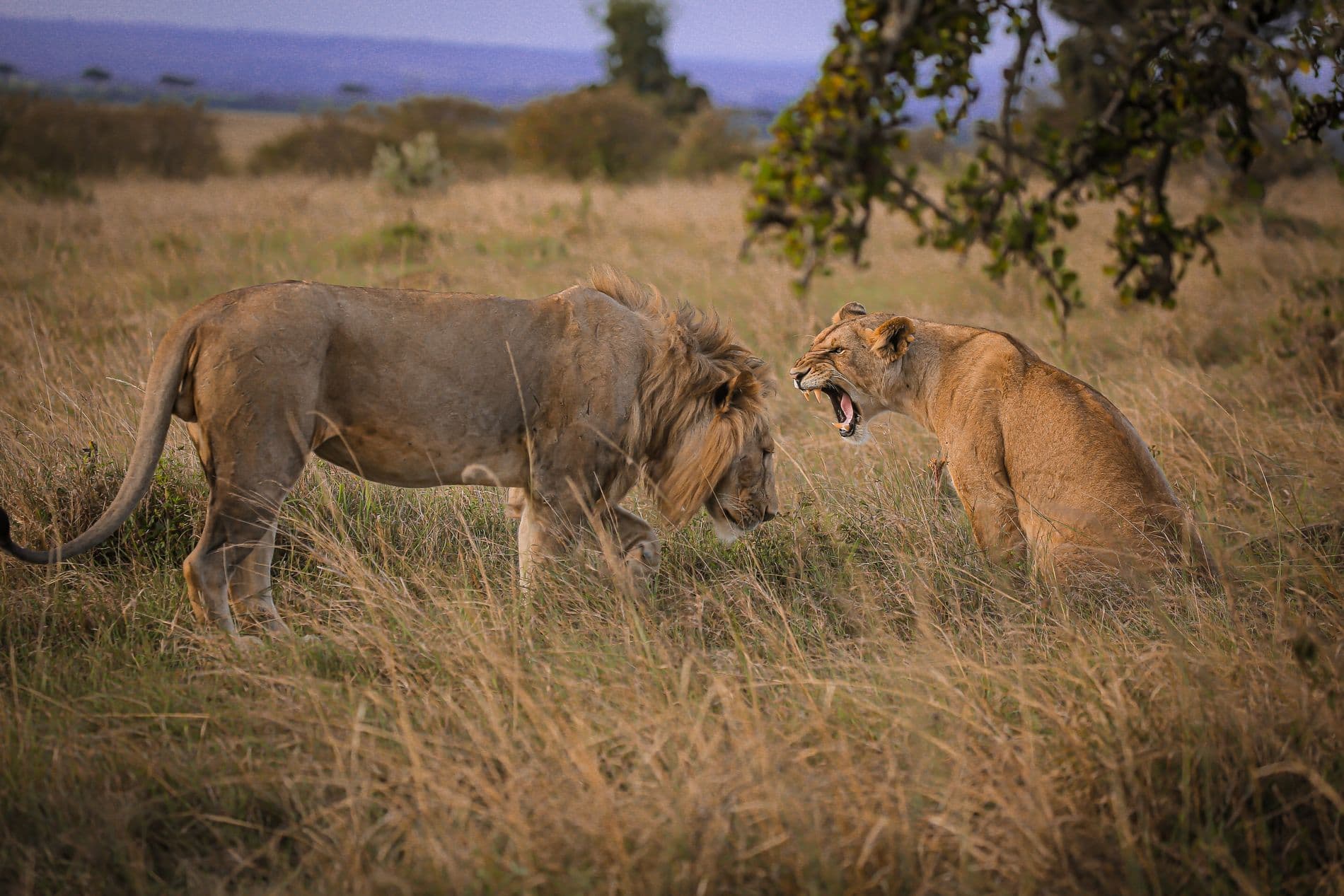Chobe & Hwange National Parks - Image 1