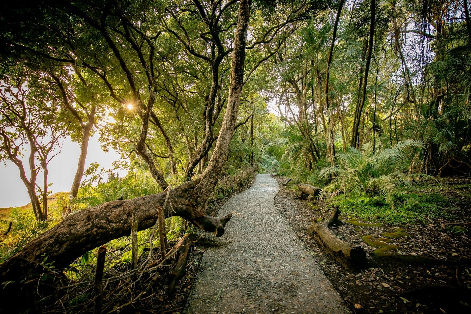 Green Season - Image 3